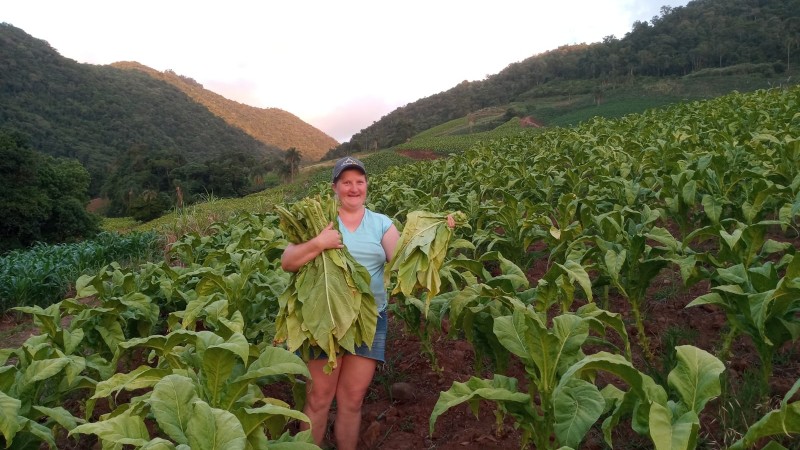 Cláudia aparece segurando plantas em meio a uma plantação de fumo